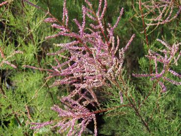 Blüte der Sommertamariske, Tamarix ramosissima Rubra