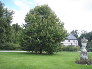 Lind, Skogslind - Tilia cordata