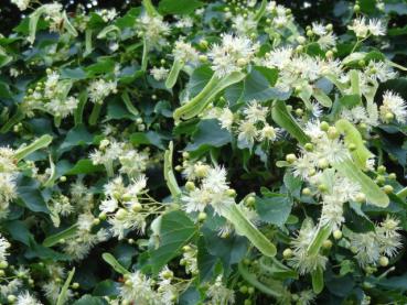 Bei Bienen begehrt: Die Blüten von Tilia cordata