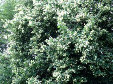 Die Winterlinde in Blüte