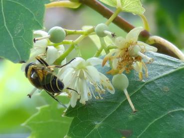 Die Blüten der Mongolischen Linde werden gerne von den Bienen besucht