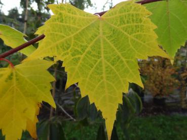 Schönes Herbstlaub von Tilia mongolica