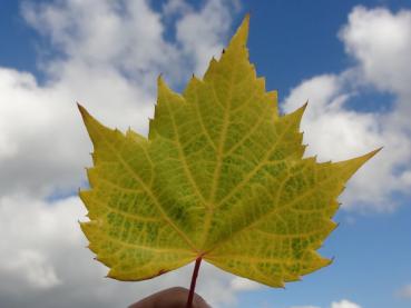 Herbstlaub mit schönen Strukturen bei der Mongolischen Linde