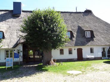 Die Sommerlinde wurde früher gerne als Hofbaum verwendet.