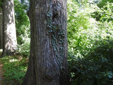 Gefurchte Rinde der Tilia platyphyllos