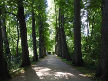 Die Sommerlinde als Alleebaum