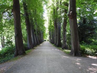 Eine Lindenallee als Hofauffahrt