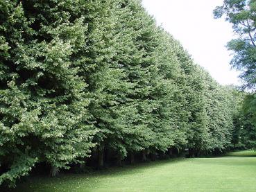 Sehr alte Allee aus großen Sommerlinden