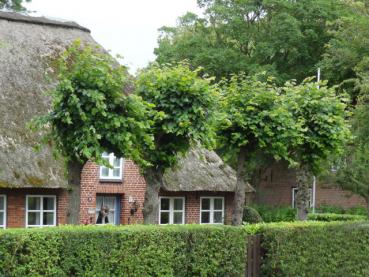 Die Sommerlinde als Kopflinde gezogen