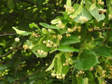 Die Sommerlinde als Bienenweide