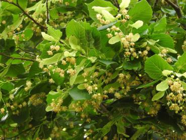 Tilia platyphyllos als Bienennährgehölz