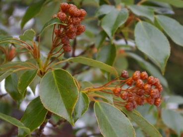 Trocho-Baum - Trochodendron aralioides