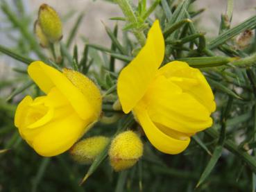 Ulex europaeus - Stechginster