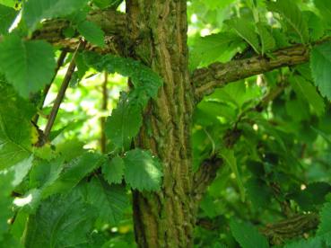 Ulmus carpinifolia - Feldulme