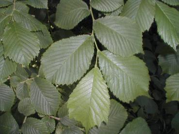 Alm, Skogsalm - Ulmus glabra