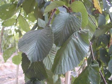 Trauerulme, Hängeulme, Laubenulme - Ulmus glabra Camperdownii