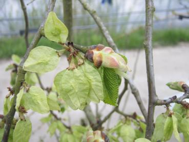 Zahlreiche Früchte der Trauerulme, Hängeulme, Laubenulme