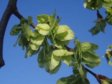 Fruchtbildung bei Ulmus glabra Camperdownii