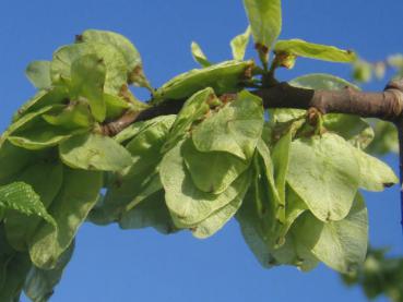 Früchte Anfang Mai bei Ulmus glabra Camperdownii