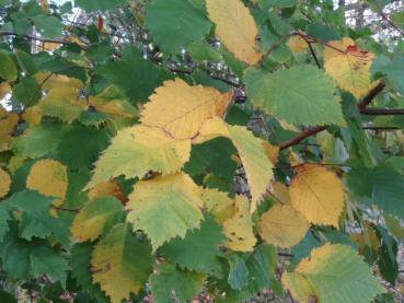 Flatterulme - Ulmus laevis