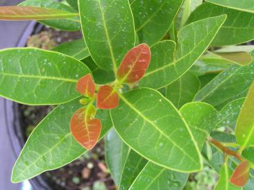 Umbellularia californica