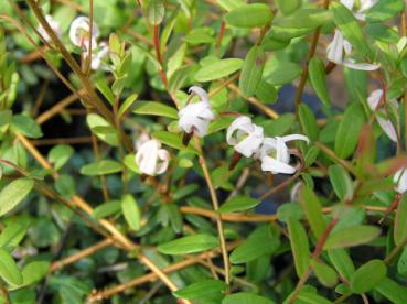 Vaccinium macrocarpon - Cranberry, Amerikanische Moosbeere