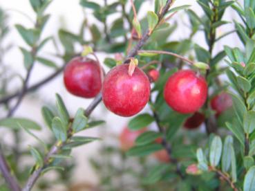 Cranberry, Großfrüchtige Moosbeere, Amerik. Moosbeere