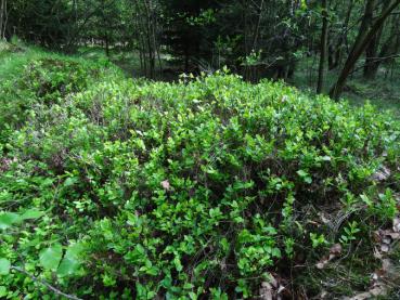 Wuchsform der wilden Heidelbeere