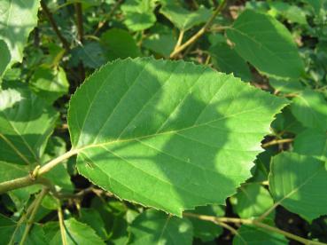 Papierbirke - Betula papyrifera