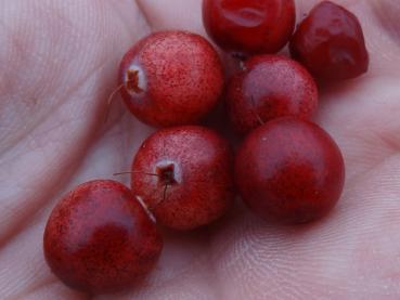 Heimische Moosbeere - Vaccinium oxycoccus