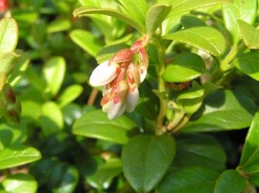 Preiselbeere - Vaccinium vitis-idaea