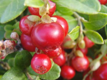 Vaccinium vitis-idaea