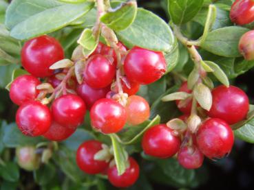 Früchte von Vaccinium vitis-idaea