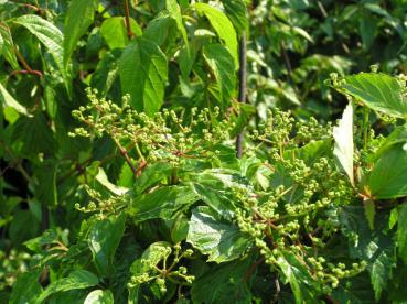 Viburnum betulifolium - Birkenblättriger Schneeball