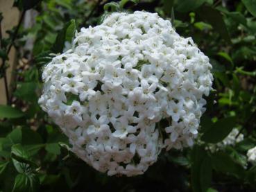 Weiße Blüten des Immergrünen Duftschneeballs