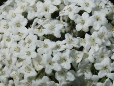 Nahaufnahme der weißen Blüte von Viburnum burkwoodii