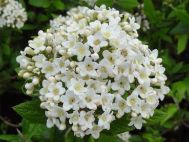 Blüte des immergrünen Schneeballs