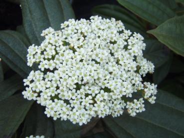 Viburnum davidii - Kissenschneeball