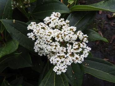Kissenschneeball - weiße Blüten