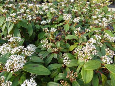 Rosaweiße Blüten des Kissenschneeballs