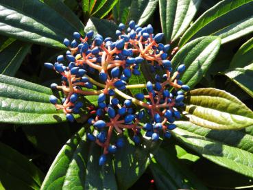 Blaue Beeren des Viburnum davidii
