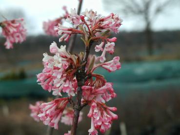 Viburnum farreri - Duftschneeball