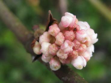 Rosa Knospen - Viburnum farreri