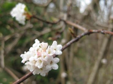 Winterliche zartrosa Blüten - Winterschneeball