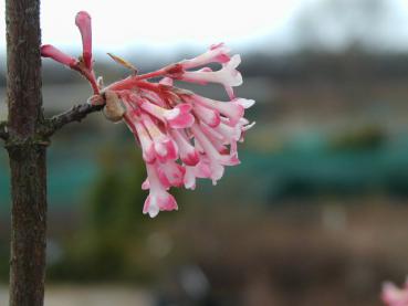 Faschings- oder Winterschneeball: ein rosablühender Frühblüher
