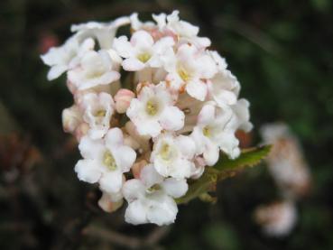 Weißrosa Blüte des Winterschneeballs - Nahaufnahme