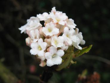 Blüte des duftenden Schneeballs