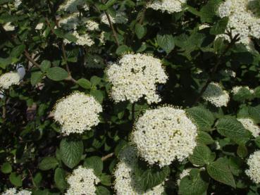 Wolliger Schneeball - Viburnum lantana