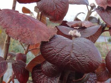 Der Wollige Schneeball im Herbstlaub