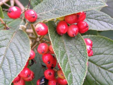 Roter Fruchtschmuck des Viburnum lantana im Spätsommer